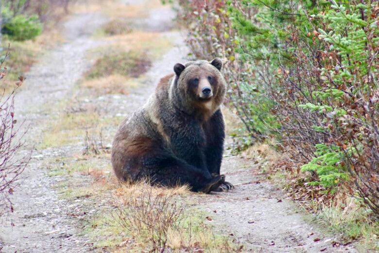 A grizzly bear sits on the ground.