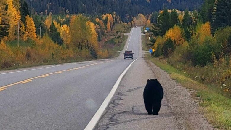 A black bear walks along a highway.