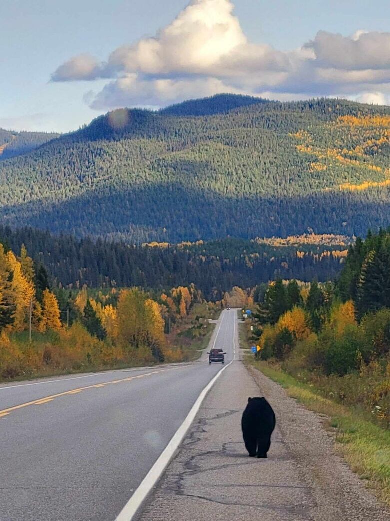 A black bear walks along a highway.