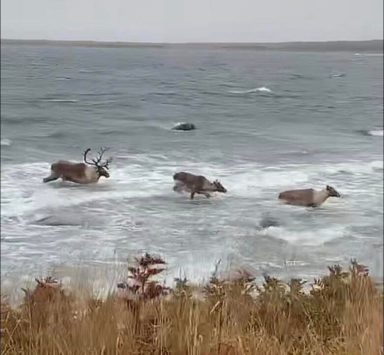 Three caribou swim to shore.