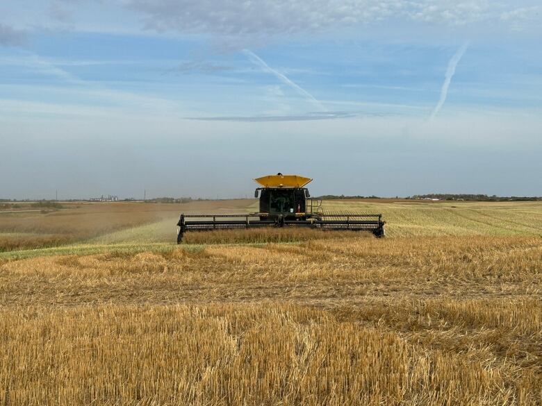 A yellow combine is pictured in a canola field with a mainly blue sky in the background.