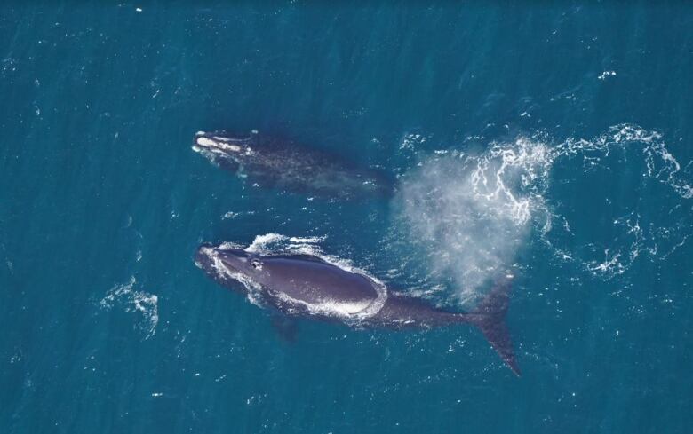 An aerial view of two whales in the ocean.