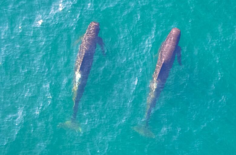 Aerial photo of two grey coloured pilot whales swimming in blue water.