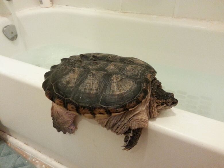 Razor the domesticated Brockville turtle