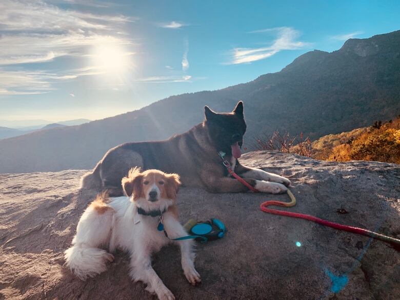 Two dogs lying on a rocky area with mountains in the background 