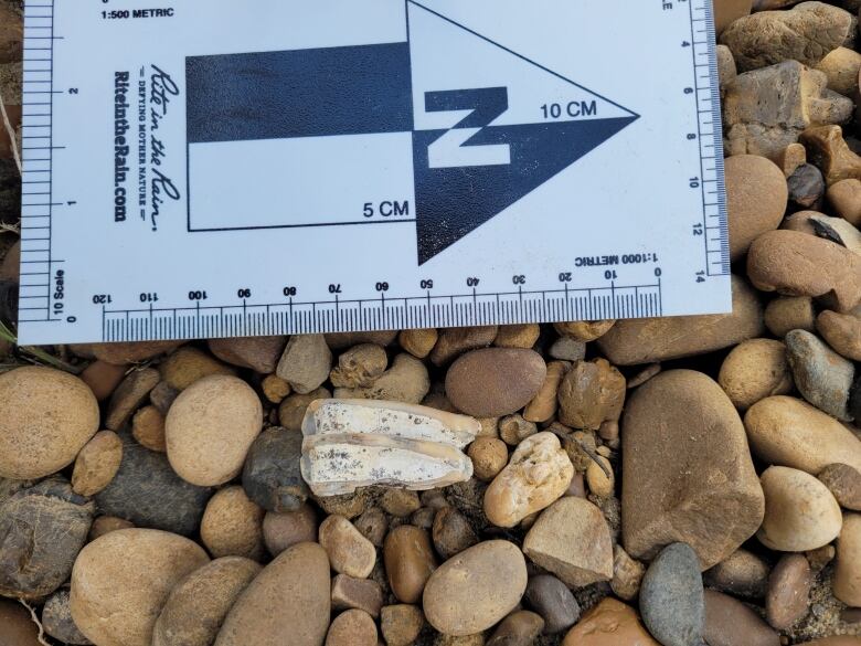 A prehistoric horse tooth, lying on some gravel, with the scale next to it. 