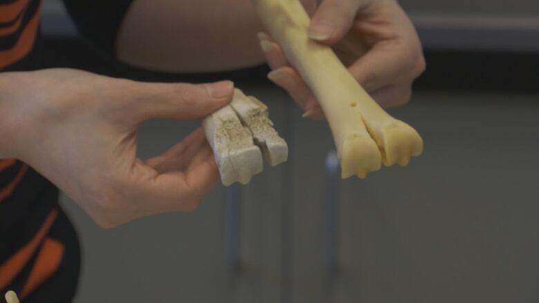 Grey fossil of a camel bone next to a yellow bone of a llama.