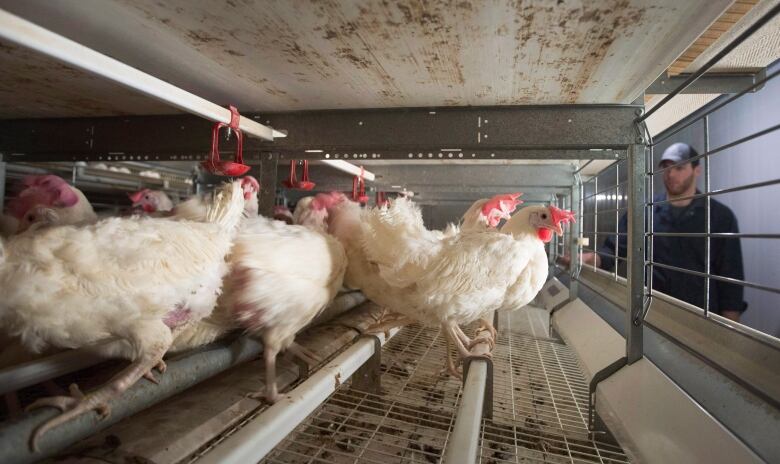 White chickens sit on perches in a large cage.