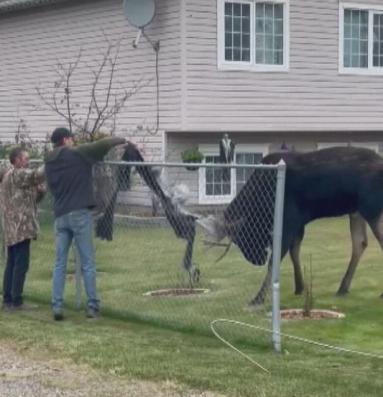 A man pulls decorations off a moose's antlers.