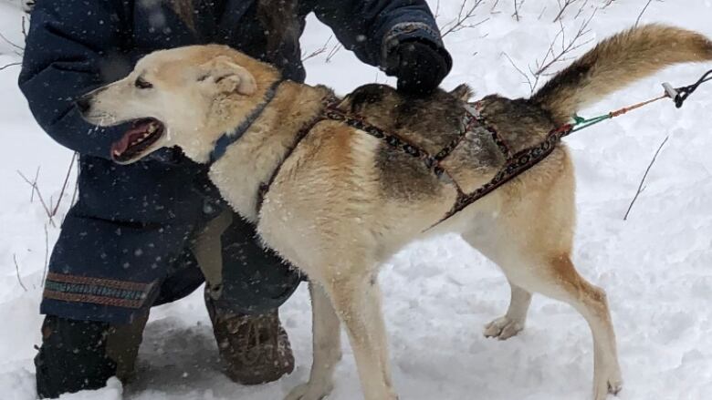 A white dog wearing a harness.