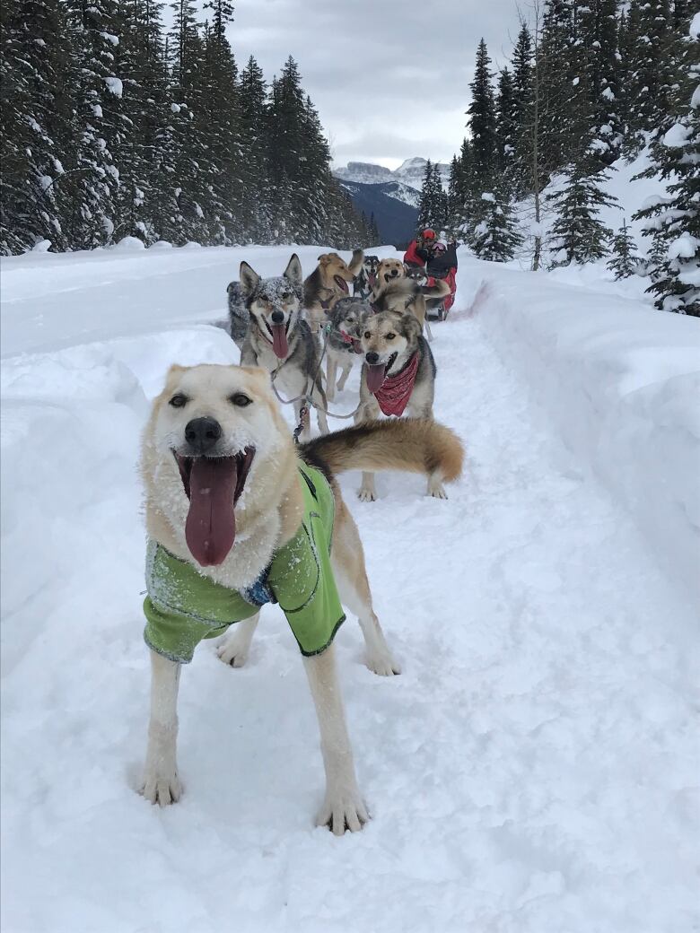 A team of sled-dogs on a snowy trail. 