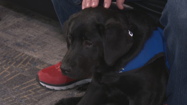 a black puppy pictured close up