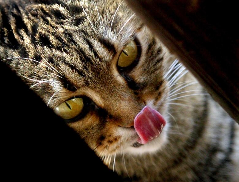 A stray cat licks its nose as it peers through the door of a coffee shop.