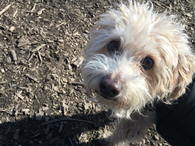 Dog in park peers up at the camera.