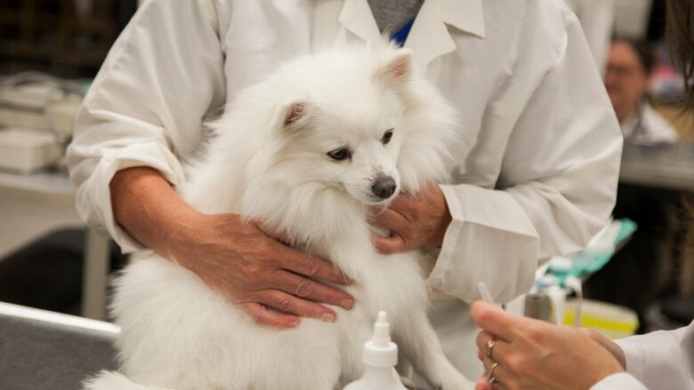 Small white dog at a clinic.