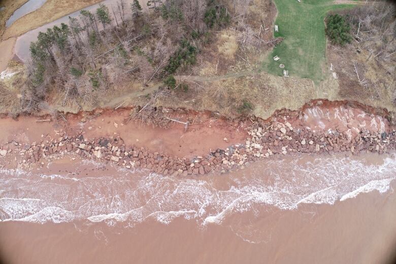 A shoreline with erosion and downed trees 