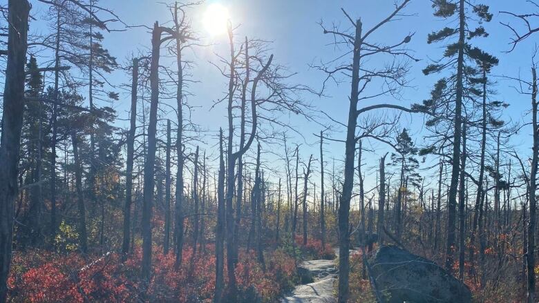 A rocky trail with leaf-less trees.