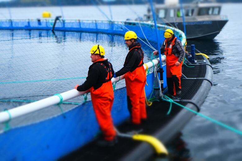 three workers wearing safety gear stand on the edge of a sea cage filled with farmed salmon in Placentia Bay.