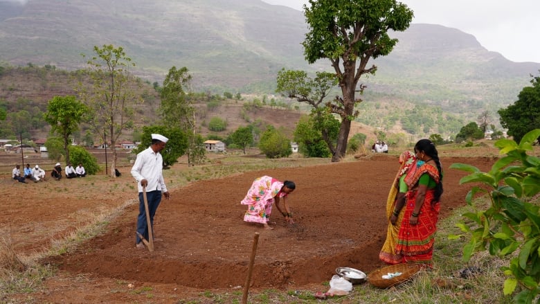 Farmers tend to their fields where they are planting millet seeds in Nashik, a rich agricultural area in India's western state of Maharashtra. 