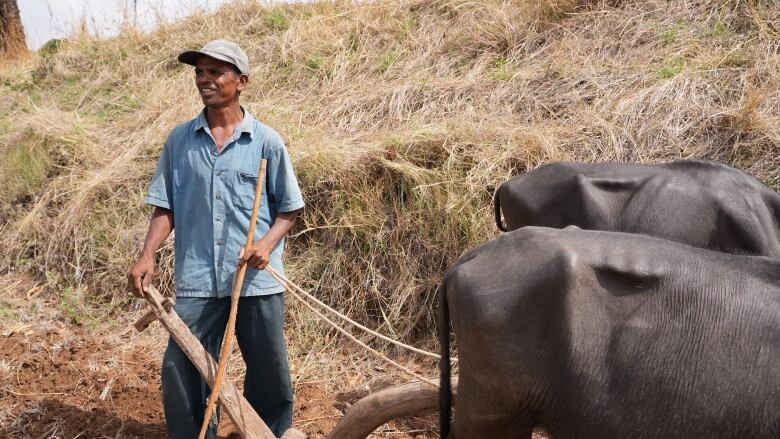 A farmer pulls his oxen to help plow his fields in Maharashtra, India. 