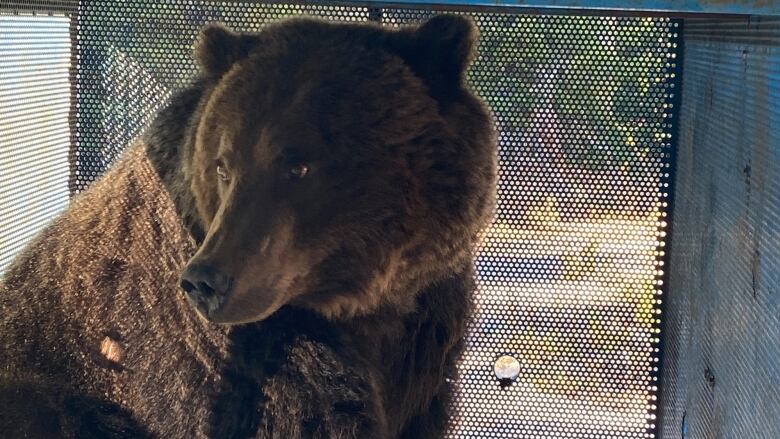 A grizzly bear in an enclosure.