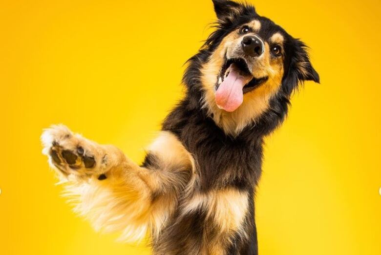 A funny dog on a yellow background