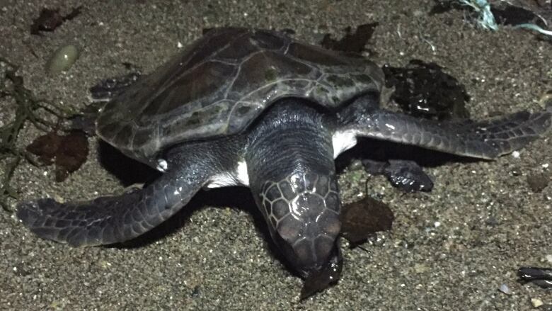 A sea turtle in the dark on the sand