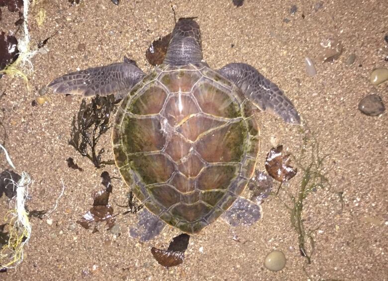 A large turtle lying on the beach with seaweed around it