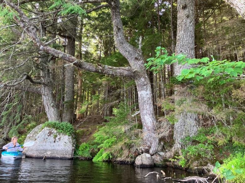 A woman in a kayak is next to trees by the shore.