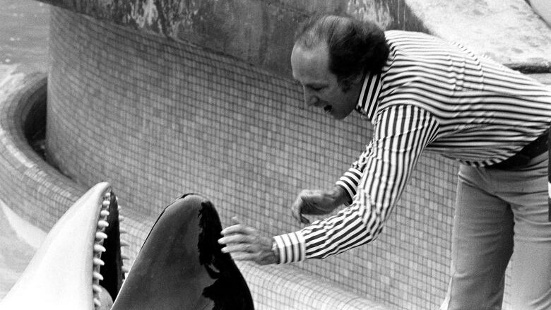 A man pets a giant killer whale in an aquarium.