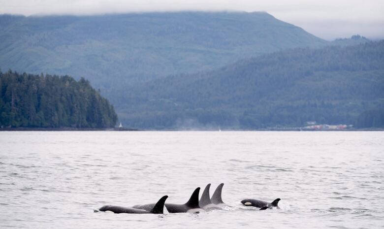 A group of killer whales swim past islands.