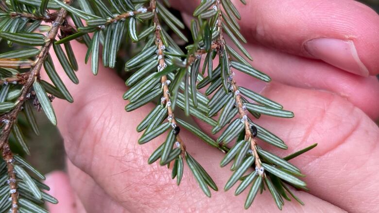 Tiny black beetles on the branch of a hemlock tree.