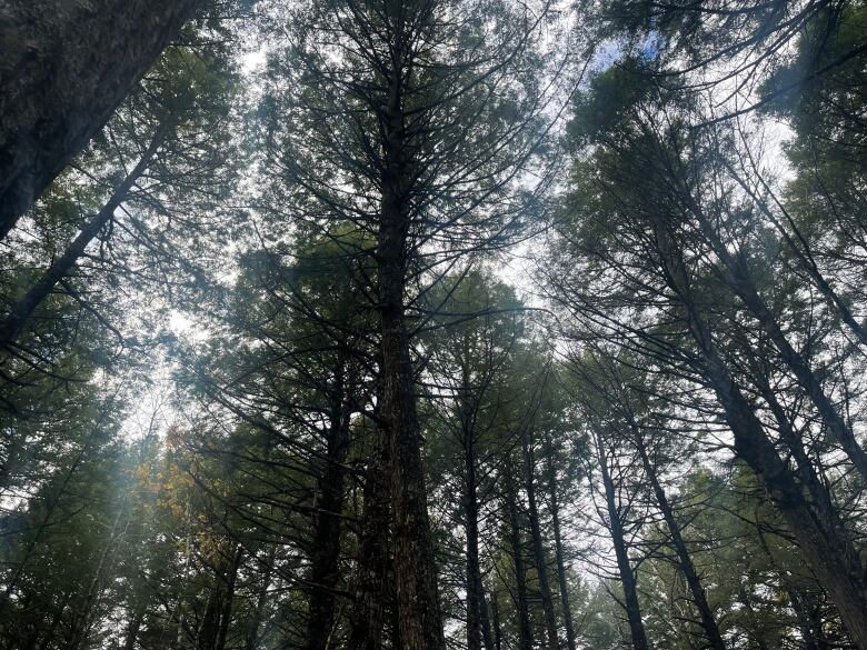 Many trees with sunlight shining through