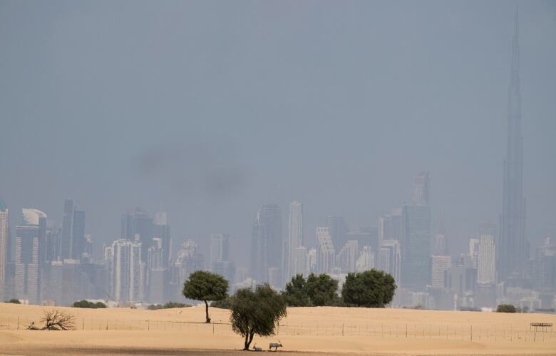 Two Arabian oryxes find shade from the mid-day sun with the Burj Khalifa, the world's tallest building, along with a city skyline, visible behind them in Dubai, United Arab Emirates.