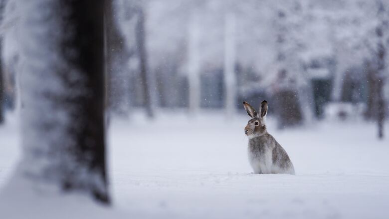 A rabbit sits on snow covered ground as more snow falls around the animal. 