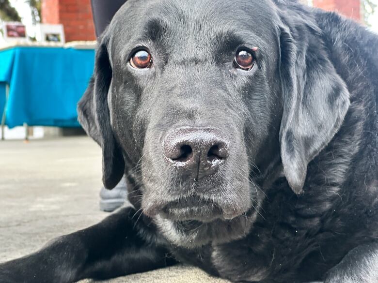 Pictured is West, an RCMP victims services dog, who was celebrated at a special retirement ceremony in Cranbrook, B.C. on Tuesday, Nov. 7, 2023. 