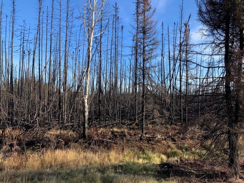 Charred trees are seen against a blue sky backdrop.