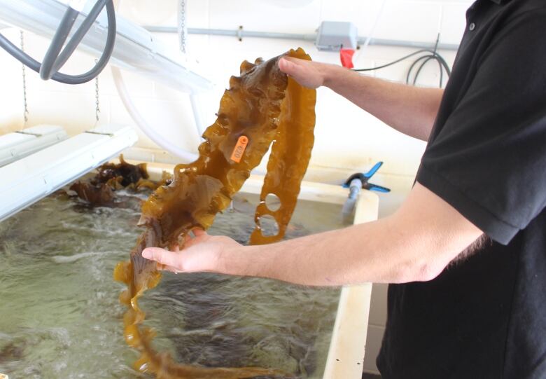 A large strand of brown kelp is held up for the camera, with a tank of water below it.