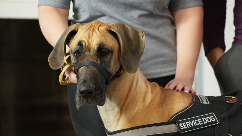 A great dane looks into the camera wearing a service dog vest, as an unseen handler pets her back.