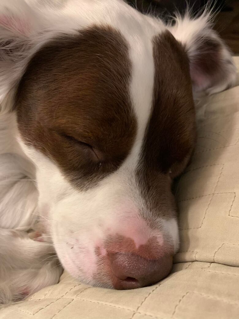 Close up of a sleeping dog