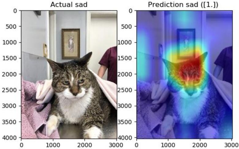 Two photos of a grey cat side by side. One of the images has a heat map overlayed. 