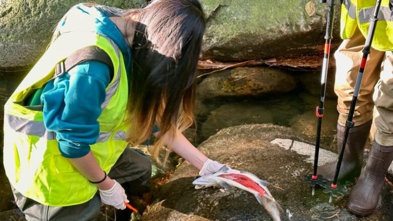 A volunteer in reflective jacket holding a carcass of a salmon 