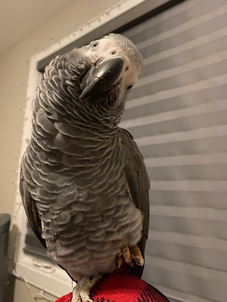 A parrot with his head tilted to the side