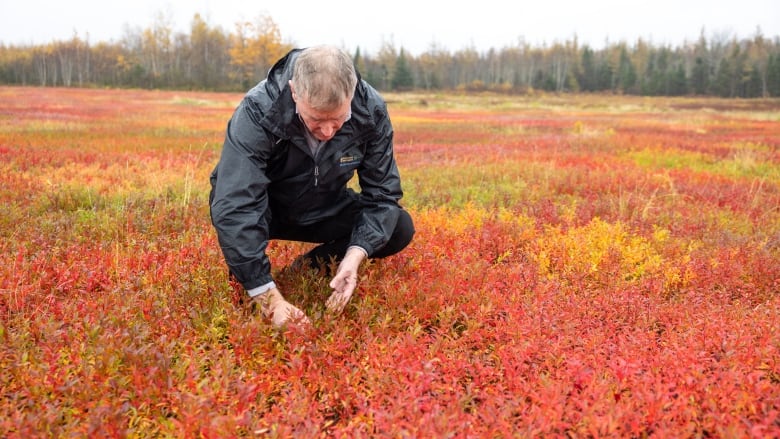 A man crouches in a blueberry field in fall. The plants are bright red and orange.