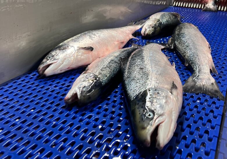 salmon moving along the production line.