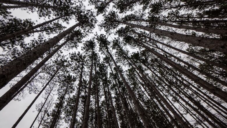 A view looking up into the canopy of a red pine forest.