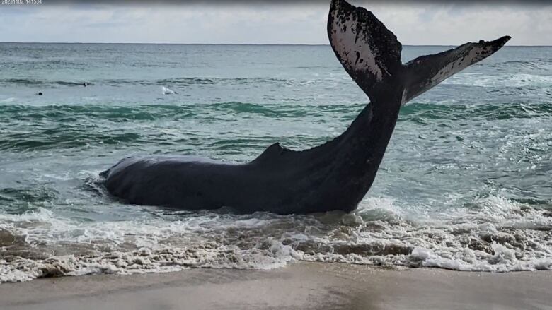 whale on the beach 