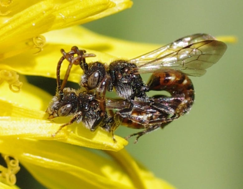 Two brown coloured bees are having penetrative sex where the male mounts the female to insert his penis and also entangle their antenna. 