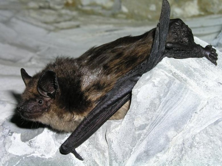 A brown bat with big ears spreads itself out on some rock-type surface.