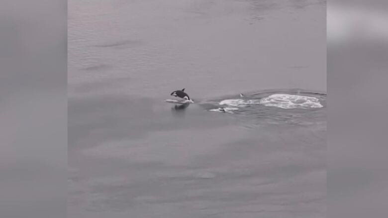 Orca jumping in waves.